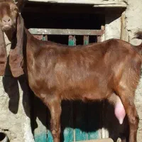 مفقودی حیوانات