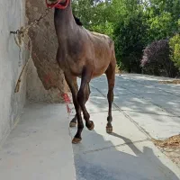 کره اسب شجره دار