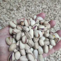 فروش پسته تازه خشک خندان|خوردنی و آشامیدنی|تهران, امیر بهادر|دیوار