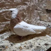 یک جفت طوقی|پرنده|تاکستان, |دیوار