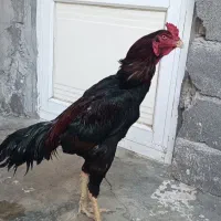 تخم لاری|حیوانات مزرعه|سنگدوین, |دیوار