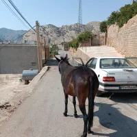 قاطر ماچه اصیل قاطر عشایری|حیوانات مزرعه|باغ ملک, |دیوار