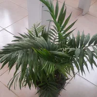 گل نخل مرداب اریکا شامادورا فیکوس سانسوریایوکا کاج|گل و گیاه طبیعی|لنجان, |دیوار