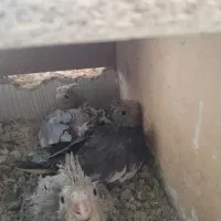 یک جفت عروس هلندی مولد|پرنده|پاکدشت, پاکدشت (مامازند)|دیوار