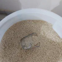 برنج محلی دم سیاه تابستون امسال قیمت مناسب