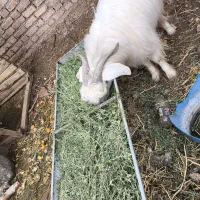 بز کهره|حیوانات مزرعه|کرمان, |دیوار