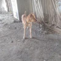 سگ نگهبان جوان وعالی