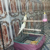 عروس هلندی یک جفت|پرنده|ریگان, |دیوار