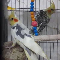 جفت عروس هلندی گرینچیک کوتوله قناری مولدهمه رنگ|پرنده|برخوار, |دیوار