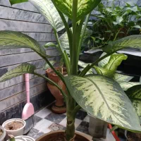 گلها ی زیبا|گل و گیاه طبیعی|کرمانشاه, |دیوار