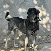 سگ پژدر ۲ ساله