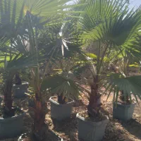 محوطه سازی وفروش درختان زینتی