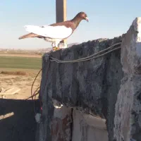 یهودی سرخ نر مست