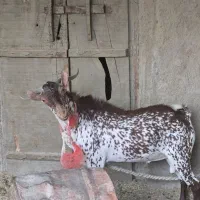 فروش کهره ی نرصلاله داشتی