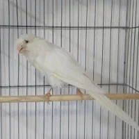 قناری نر سانتی