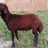 بره قوچی افشاری یک ساله