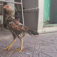 جوجه خروس هندی