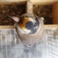 سهره کت بازکن و دورگ|پرنده|شیراز, نصر|دیوار