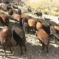 فروش گوسفند ۴۷عدد|حیوانات مزرعه|انگوران, |دیوار