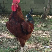 مرغ و خروس محلی تخم گذار