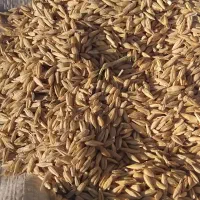 جوبذری وگندم تمیز