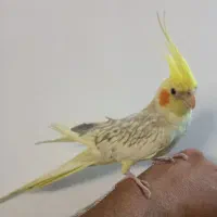 عروس هلندی خوشرنگ دستی