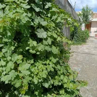 ۲۸۰ متر خانه ویلایی فول امکانات مبله با حیاط بزرگ