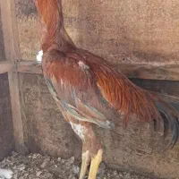 خروس جوانه