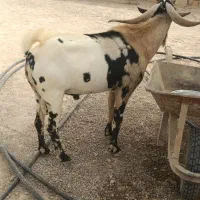 نری به فروش می رسد|حیوانات مزرعه|مهران (هرمزگان), |دیوار