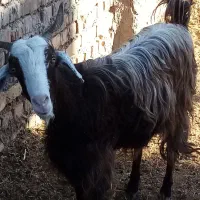 یک بز جوان سن1سال