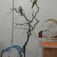 قبول واگذاری هرنوع پرنده