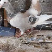 مفلق شازده|پرنده|اصفهان, غدیر|دیوار