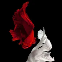 ماهی فایتر بلک مامبا.هل بوی.اف سی سی .هافمن|ماهی|زاهدان, |دیوار