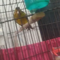 سهره قناری، سهره نر|پرنده|شهریار, شهریار|دیوار