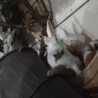 خرگوش