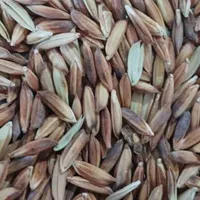 فروش شلتوک  درجه یک|خوردنی و آشامیدنی|اهواز, دغاغله|دیوار