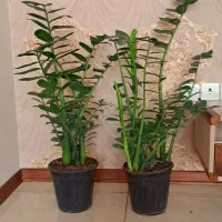 سه تا گل زینتی زیباپرپشـت خوش قدوبالا