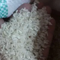 طارم هاشمی لاشه کشت دوم