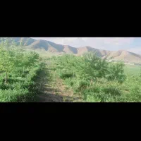 ۳۰۰۰ متر باغ انواع میوه