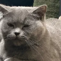 گربه بریتیش