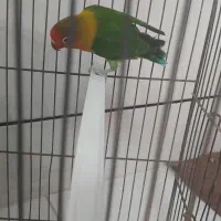 طوطی کوتوله