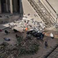 کبوترپلاکی وجوجه