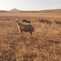 گوسفند جوان
