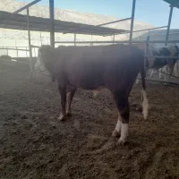 گوساله سیمینتال|حیوانات مزرعه|چرداول, |دیوار