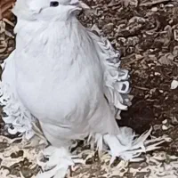 کبوترجکسون سفیدسیا معاوضه با هومریهودی دنش اسکندرو