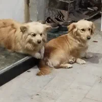 پاکوتاه گم شده