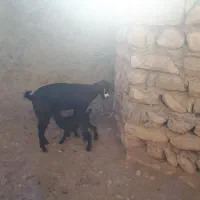 بزغاله|حیوانات مزرعه|دالاهو, |دیوار