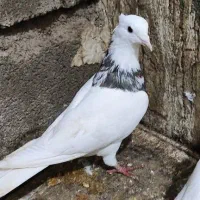 کبوتر|پرنده|یاسوج, |دیوار