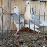 حیوون ساوه هستم عالی درجه یک ضمانتی هوایی....