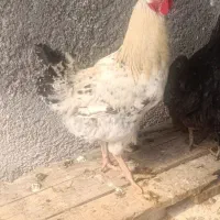 فروش یک عدد خروس